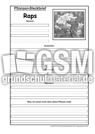 Pflanzensteckbrief-Raps-SW.pdf